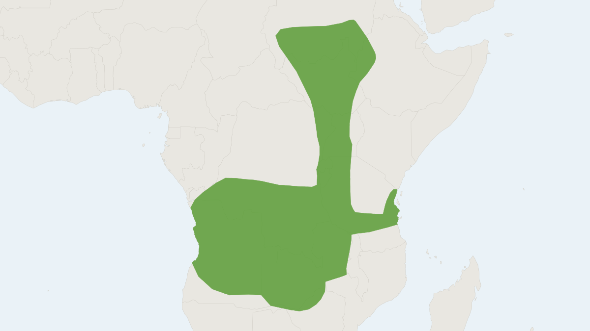 Range map of the Savanna Gerbil (Gerbilliscus validus)