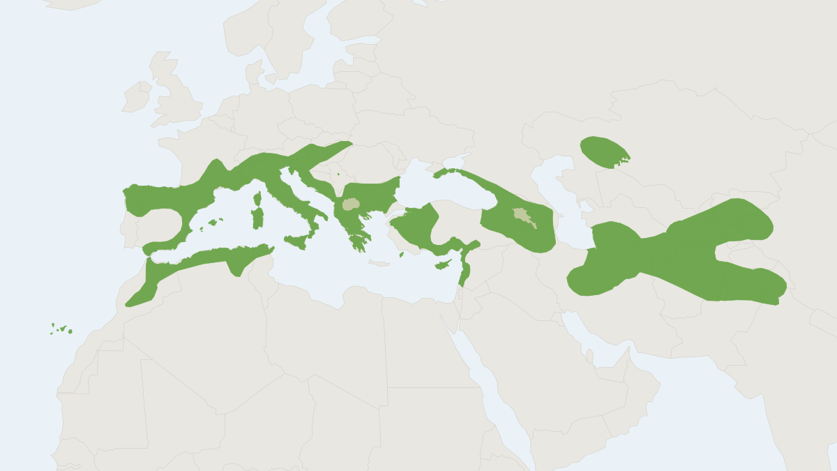 Range map of the Savi's Pipistrelle (Hypsugo savii)