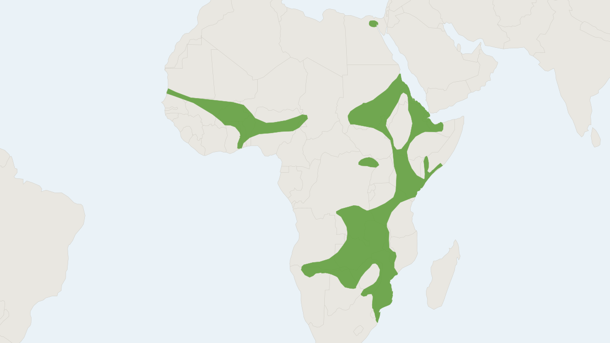 Range map of the Schlieffen's Serotine (Nycticeinops schlieffenii)