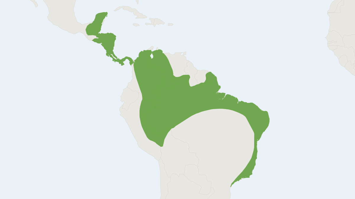 Range map of the Schmidts's Big-eared Bat (Micronycteris schmidtorum)