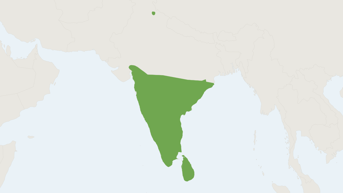 Range map of the Schneider’s Leaf-nosed Bat (Hipposideros speoris)