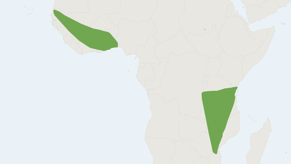 Range map of the Schreber's Yellow Bat (Scotophilus nigrita)