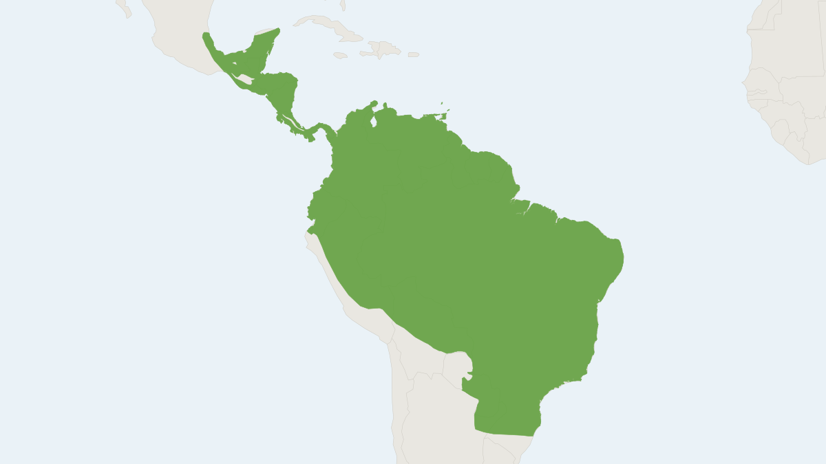 Range map of the Seba's Short-tailed Bat (Carollia perspicillata) covering Argentina, Belize and Bolivia