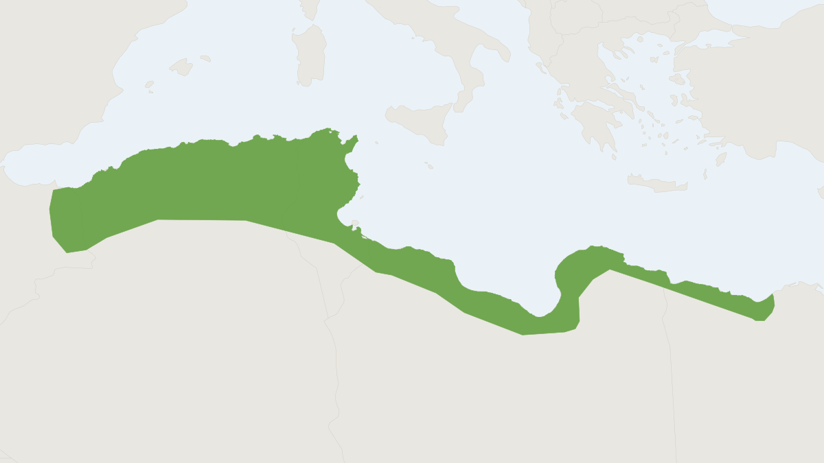 Range map of the Shaw's Jird (Meriones shawi)