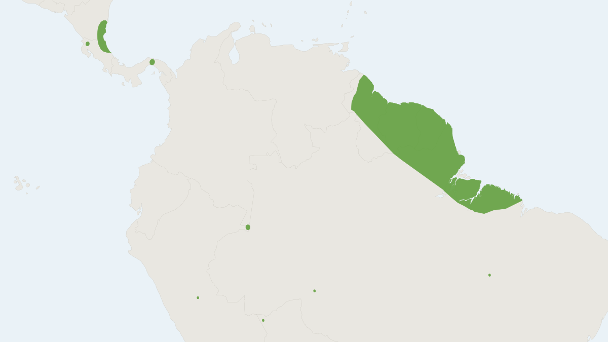 Range map of the Short-eared Bat (Cyttarops alecto)