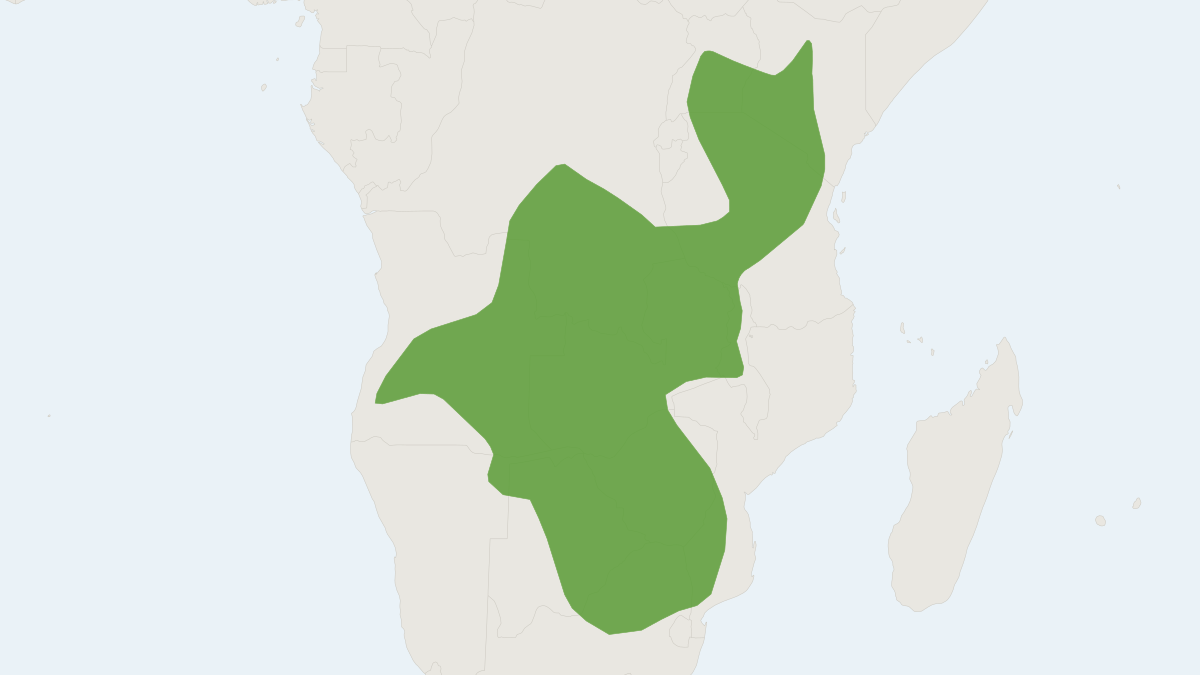 Range map of the Short-snouted Sengi (Elephantulus brachyrhynchus)