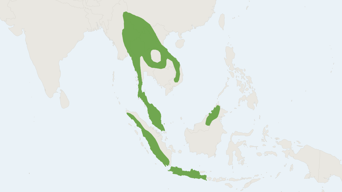 Range map of the Short-tailed Gymnure (Hylomys suillus)