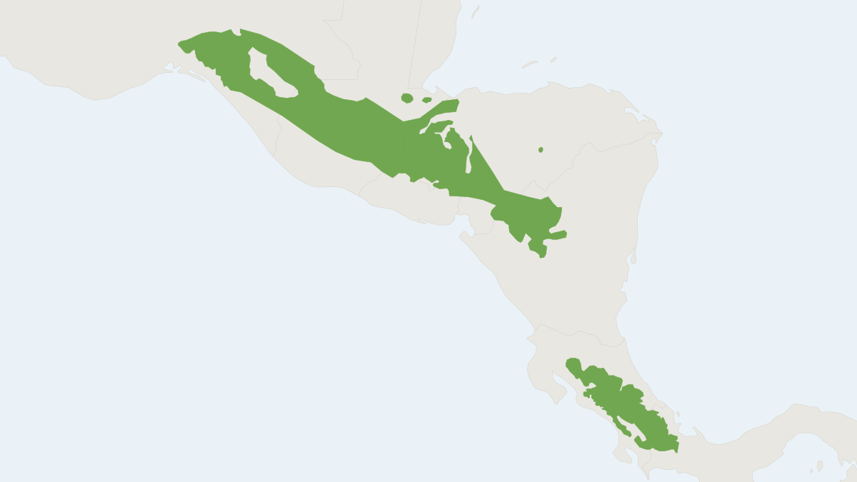 Range map of the Short-tailed Singing Mouse (Scotinomys teguina)