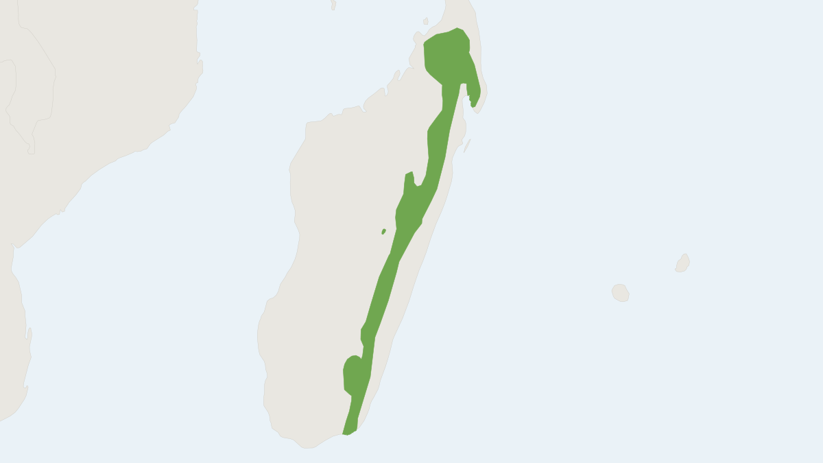Range map of the Shrew-toothed Shrew Tenrec (Microgale soricoides)