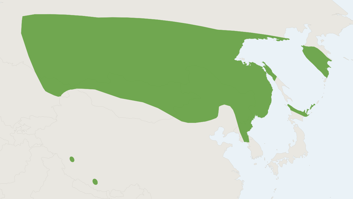 Range map of the Siberian Bat (Myotis sibiricus)