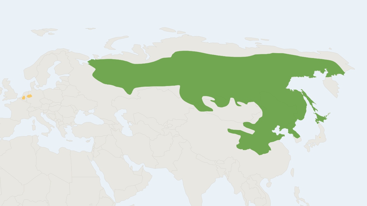 Range map of the Siberian Chipmunk (Eutamias sibiricus)
