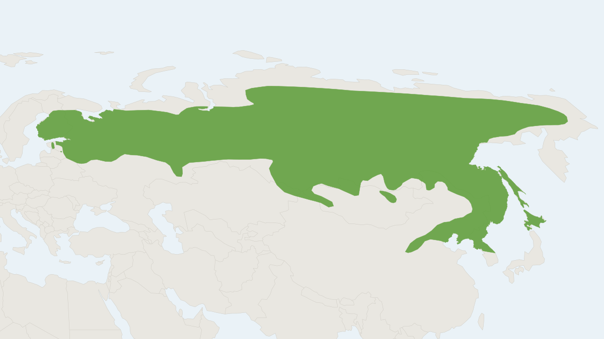Range map of the Siberian Flying Squirrel (Pteromys volans)