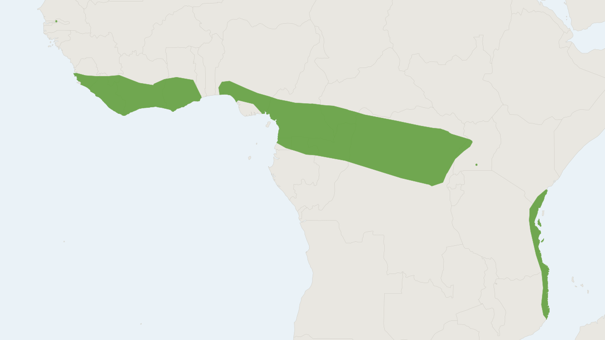 Range map of the Sierra Leone Mops Bat (Mops brachypterus)
