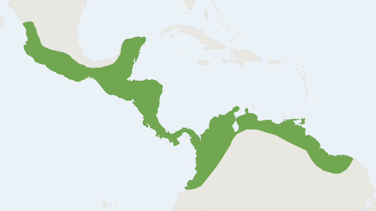 Range map of the Sinaloan Mastiff Bat (Molossus sinaloae)