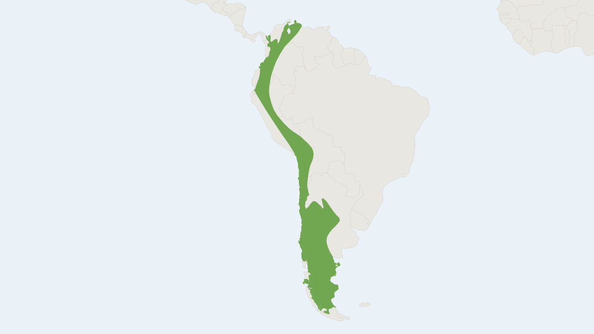 Range map of the Small Big-eared Brown Bat (Histiotus montanus)