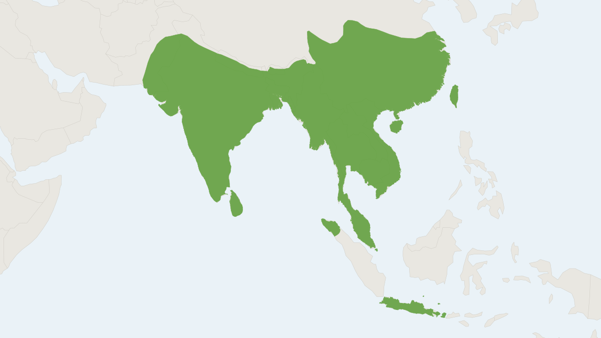 Range map of the Small Indian Civet (Viverricula indica)