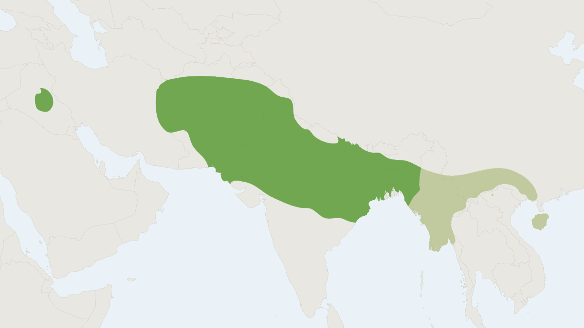 Range map of the Small Indian Mongoose (Urva auropunctata)