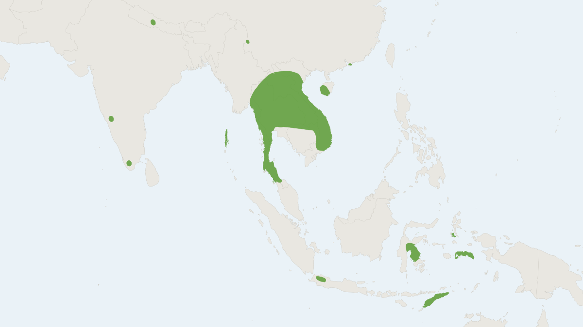 Range map of the Small Long-fingered Bat (Miniopterus pusillus)
