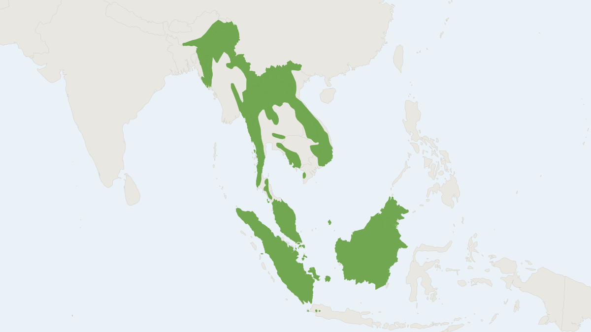Range map of the Small-toothed Palm Civet (Arctogalidia trivirgata)