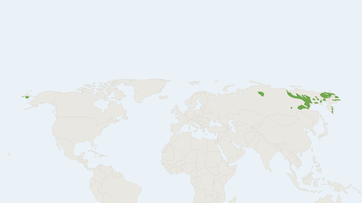 Range map of the Snow Sheep (Ovis nivicola)
