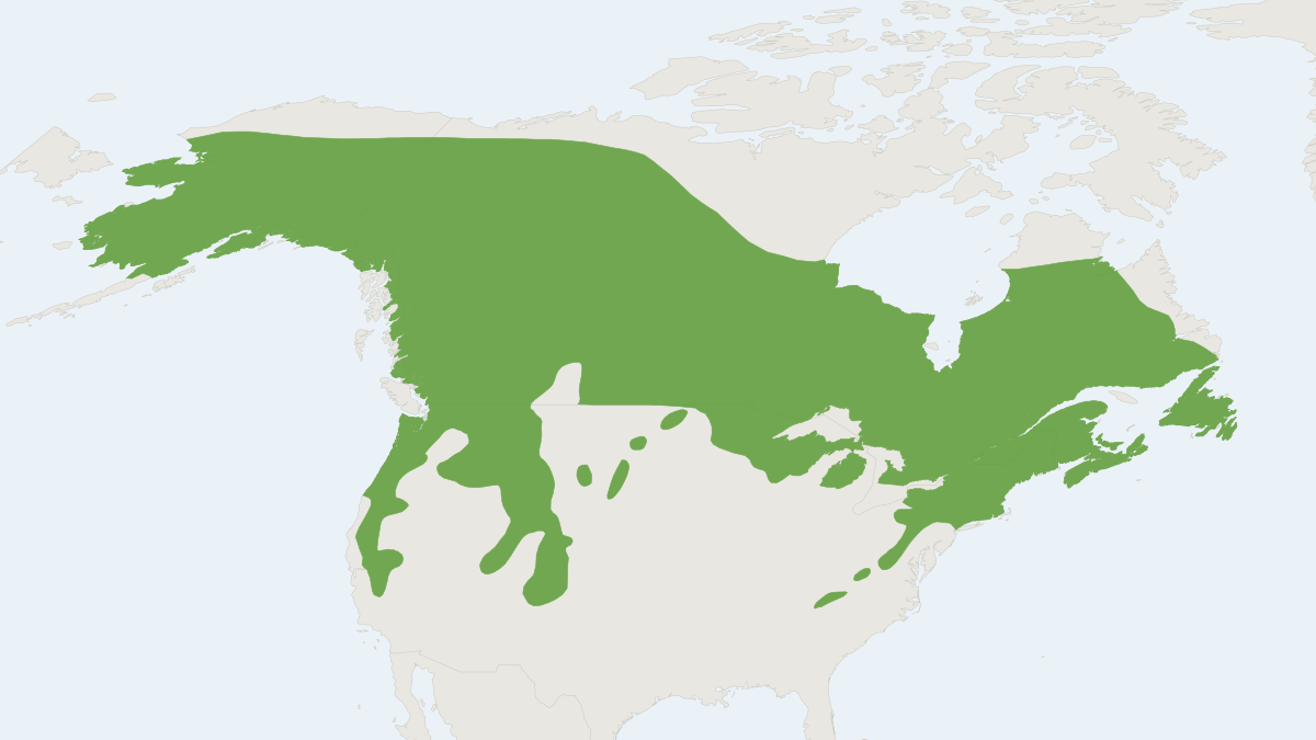 Range map of the Snowshoe Hare (Lepus americanus) covering Canada and United States