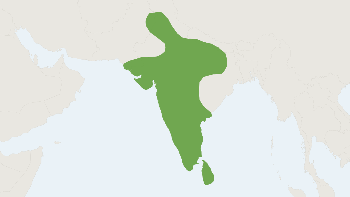 Range map of the Soft-furred Metad (Millardia meltada)