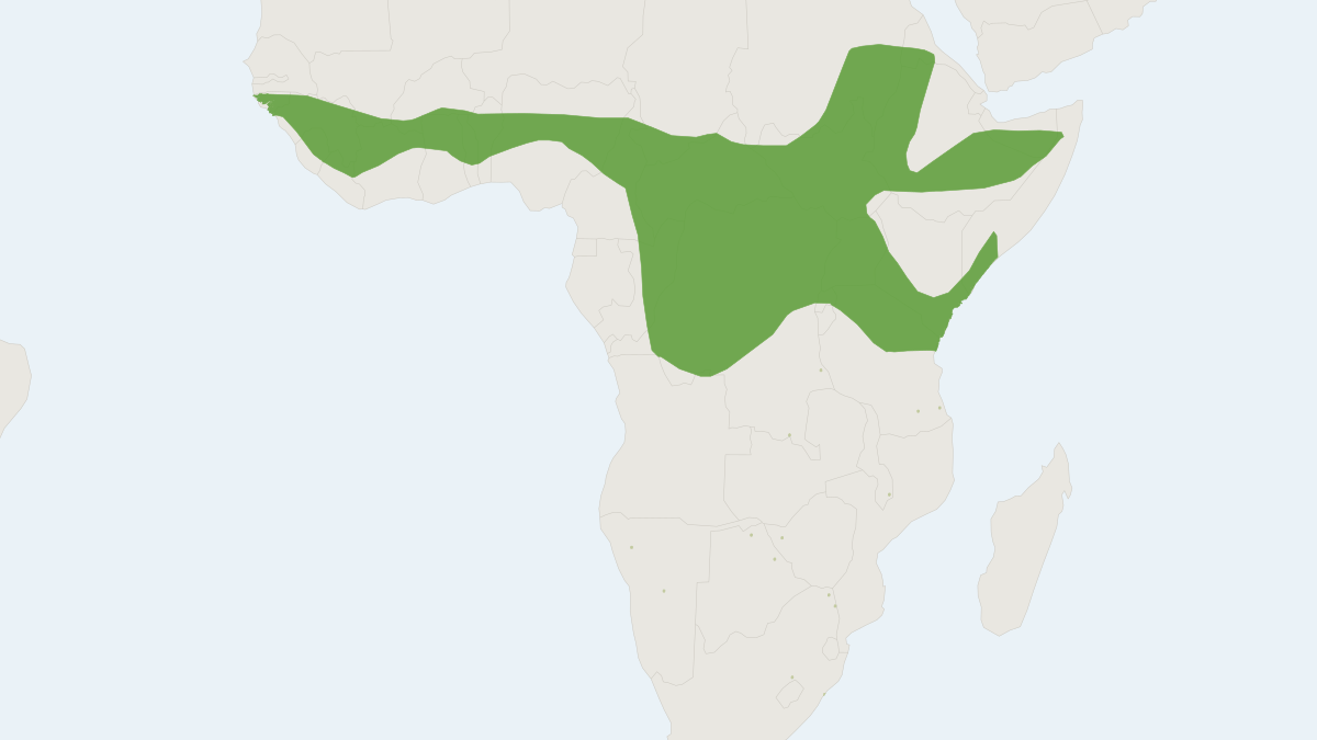 Range map of the Somali Serotine (Neoromicia somalica)