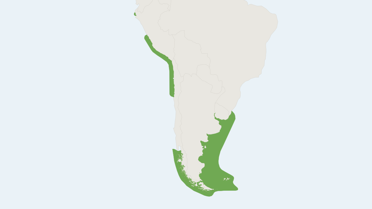 Range map of the South American Fur Seal (Arctocephalus australis) covering Argentina, Brazil and Chile