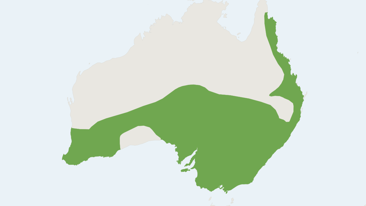 Range map of the South-eastern Free-tailed Bat (Ozimops planiceps)