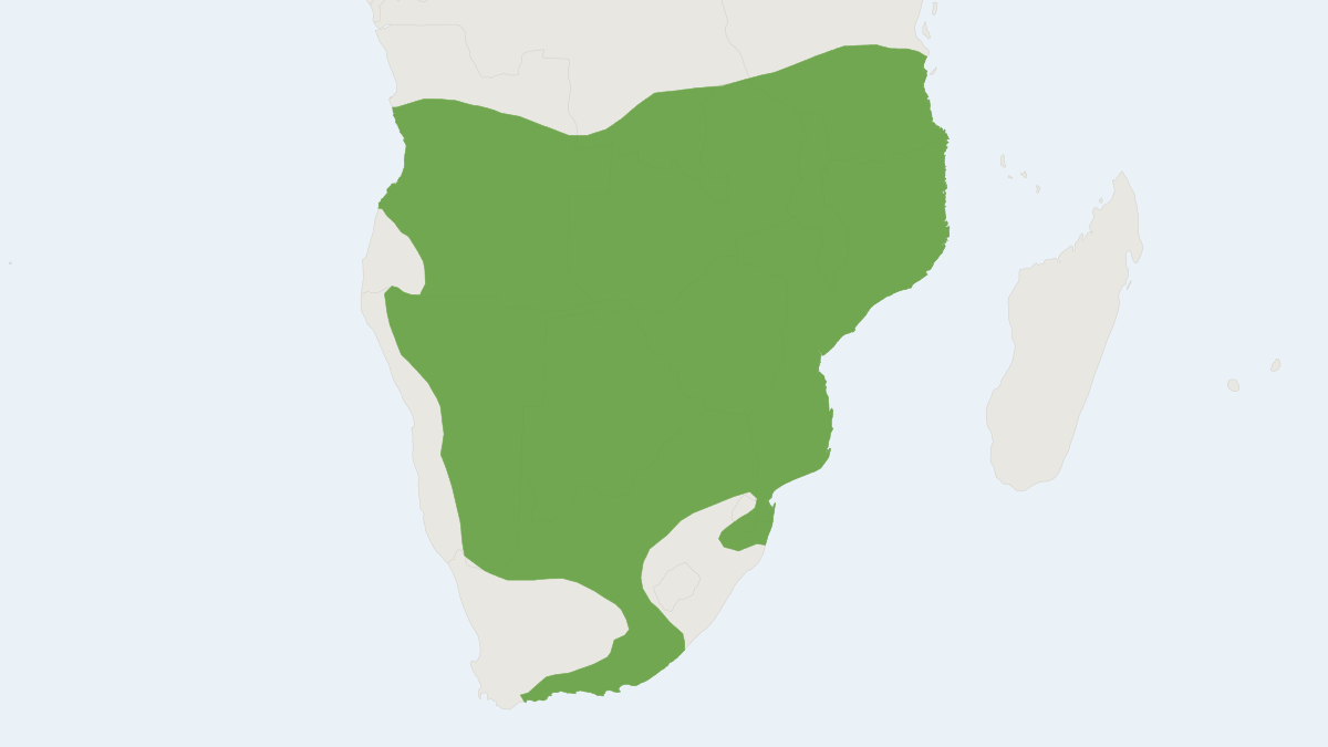 Range map of the Southern African Pouched Mouse (Saccostomus campestris)