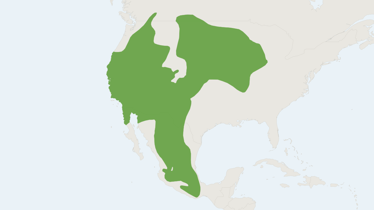 Range map of the Southern Marsh Harvest Mouse (Reithrodontomys megalotis)
