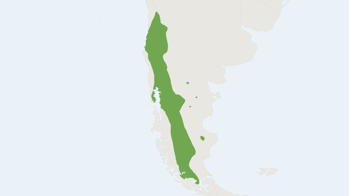 Range map of the Southern Pericote (Loxodontomys micropus) covering Argentina and Chile
