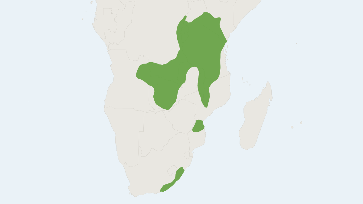 Range map of the Southern Tree Hyrax (Dendrohyrax arboreus)