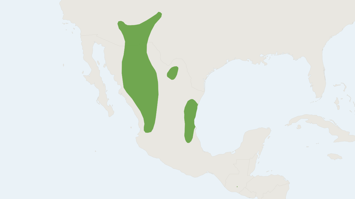 Range map of the Southwestern Myotis (Myotis auriculus)
