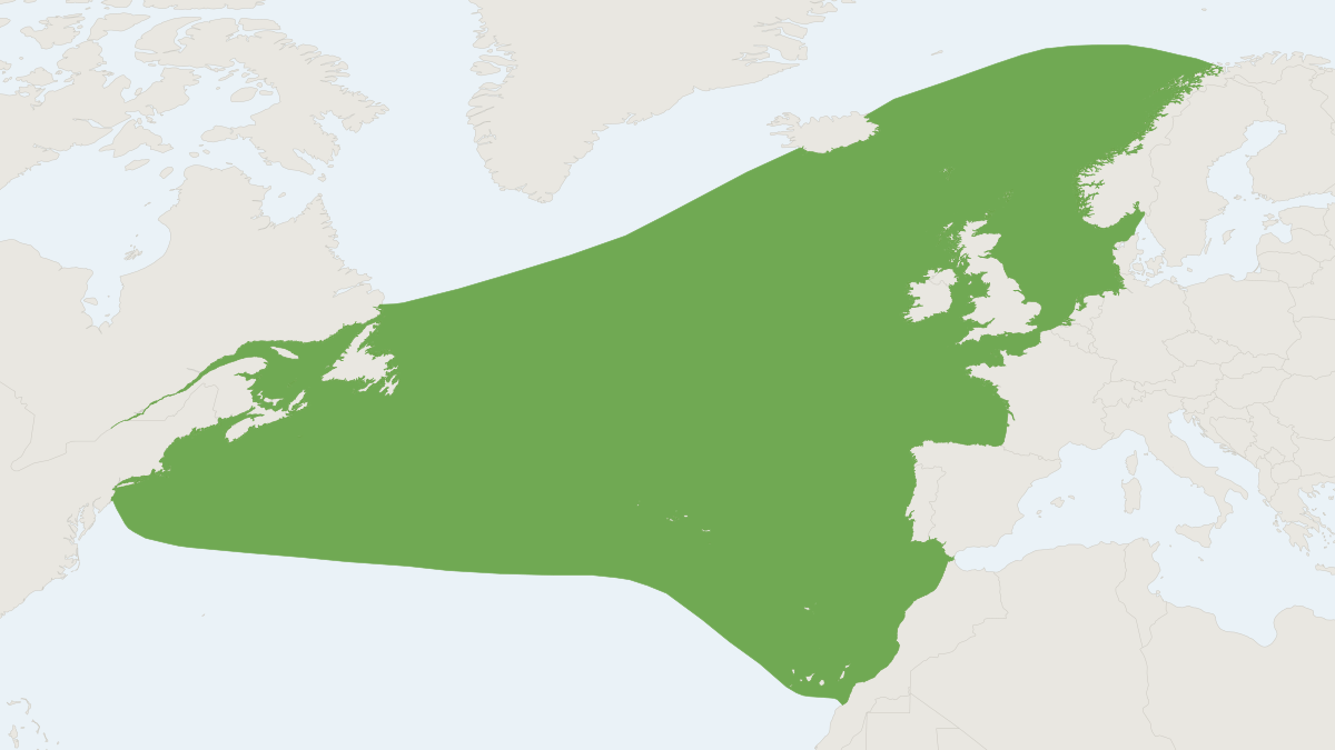 Range map of the Sowerby's Beaked Whale (Mesoplodon bidens)