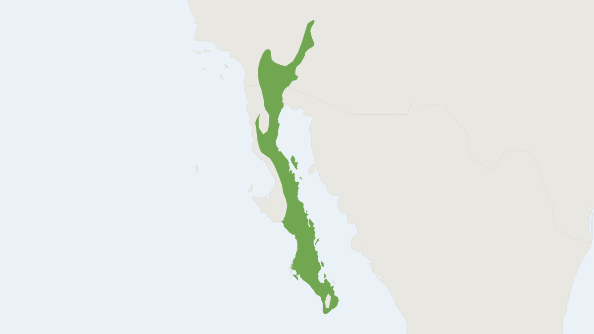 Range map of the Spiny Pocket Mouse (Chaetodipus spinatus) covering Mexico and United States