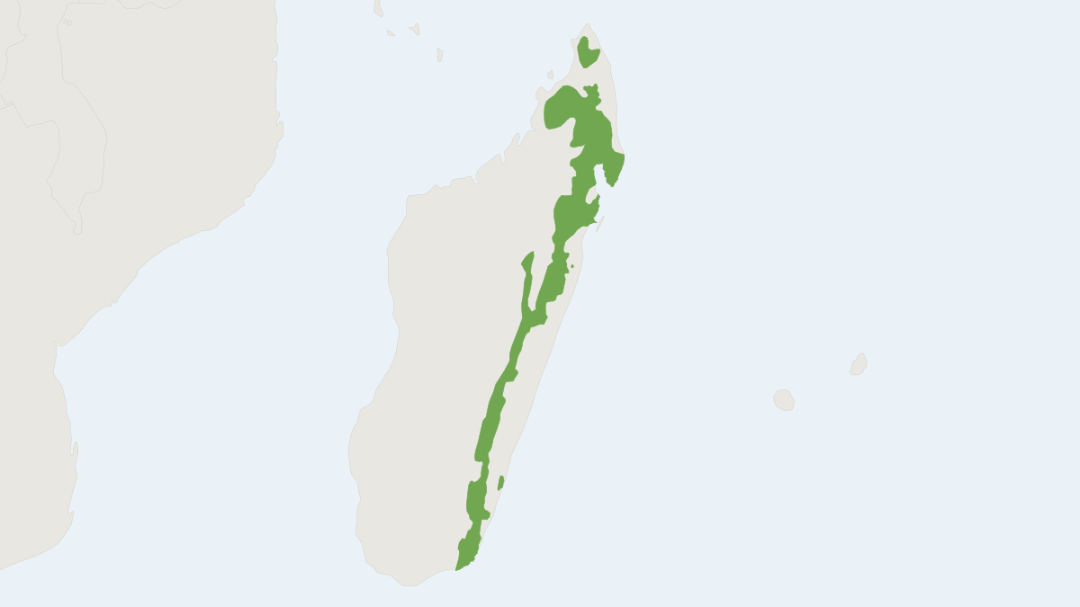Range map of the Spotted Fanaloka (Fossa fossana)