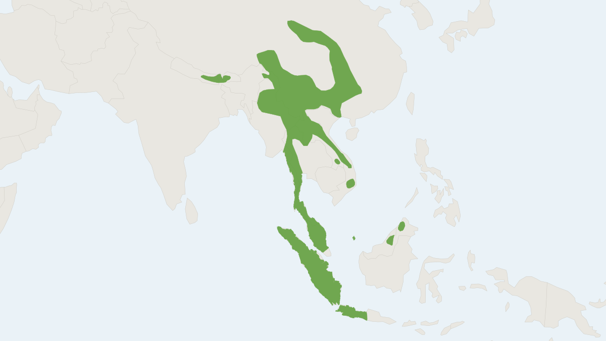 Range map of the Spotted Giant Flying Squirrel (Petaurista elegans)