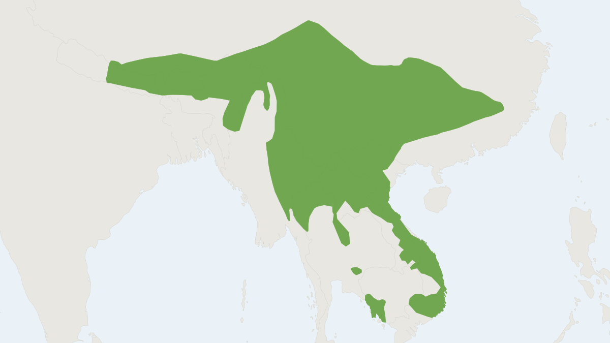 Range map of the Spotted Linsang (Prionodon pardicolor)