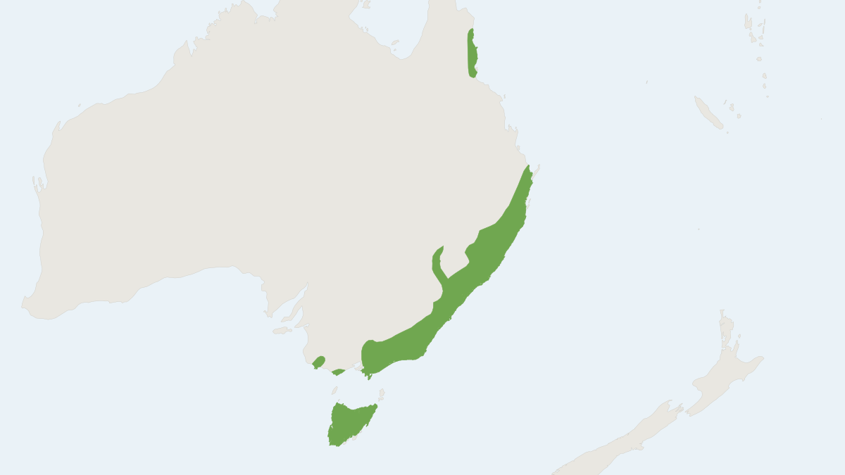 Range map of the Spotted-tailed Quoll (Dasyurus maculatus)