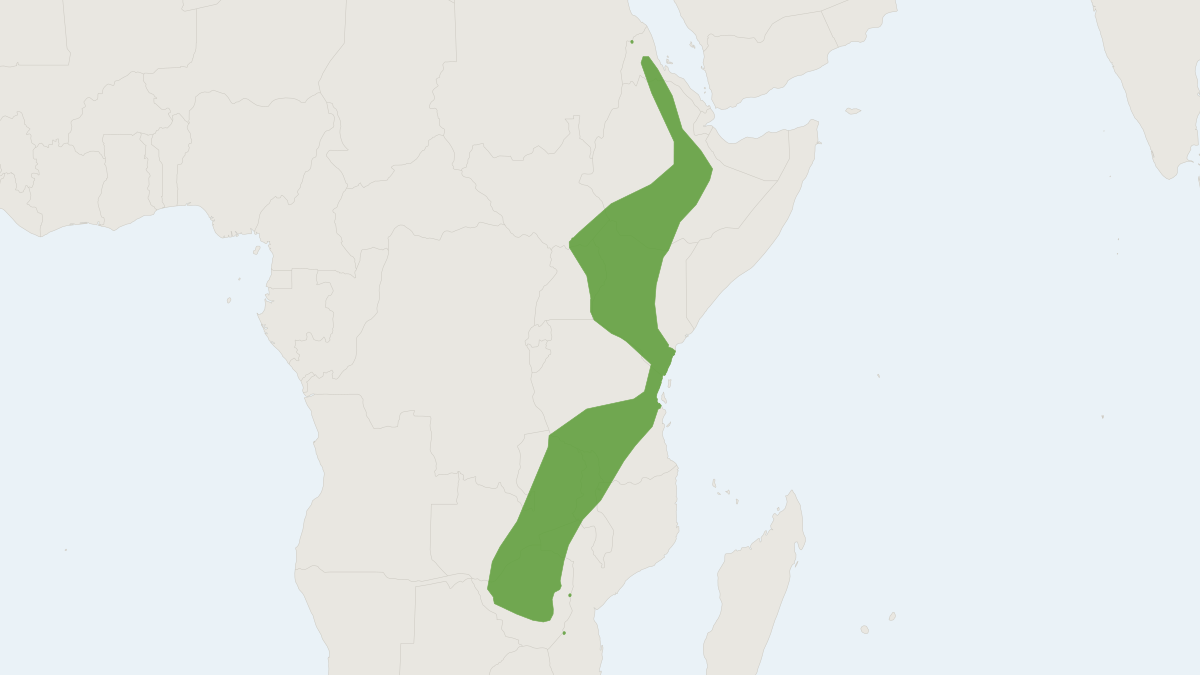 Range map of the Spotted Wrinkle-lipped Bat (Mops bivittatus) covering Cambodia, Indonesia and Laos