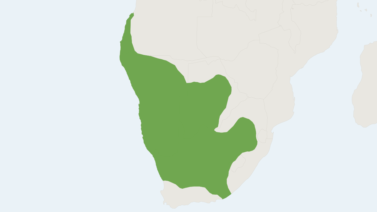 Range map of the Springbok (Antidorcas marsupialis) covering Angola, Botswana and Namibia