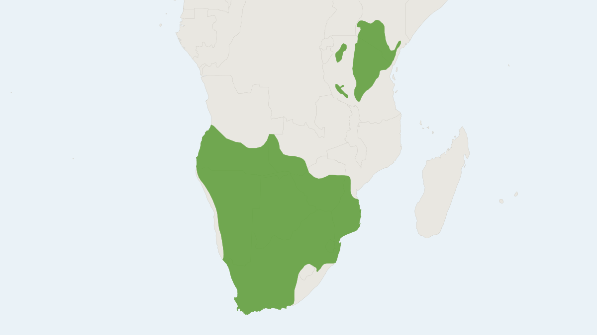 Range map of the Steenbok (Raphicerus campestris)