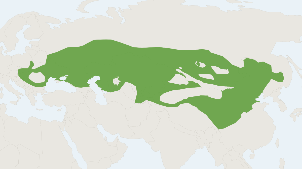 Range map of the Steppe Polecat (Mustela eversmanii)