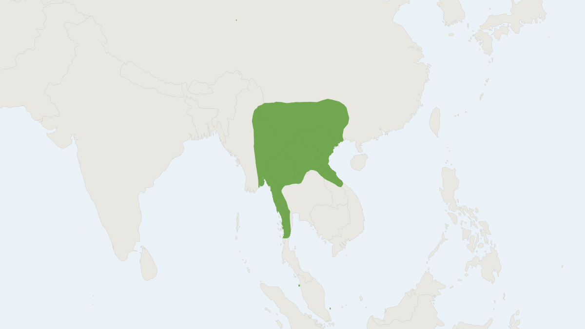 Range map of the Stoliczka's Asian Trident Bat (Aselliscus stoliczkanus)
