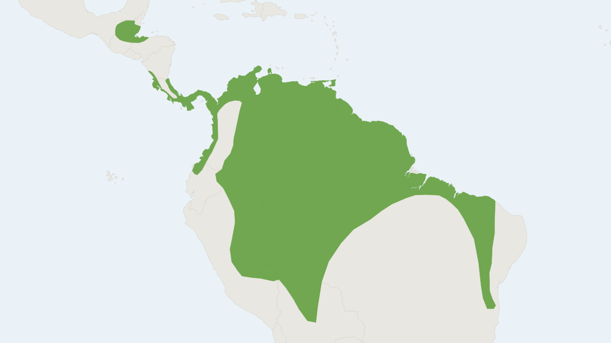 Range map of the Stripe-headed Round-eared Bat (Tonatia saurophila)