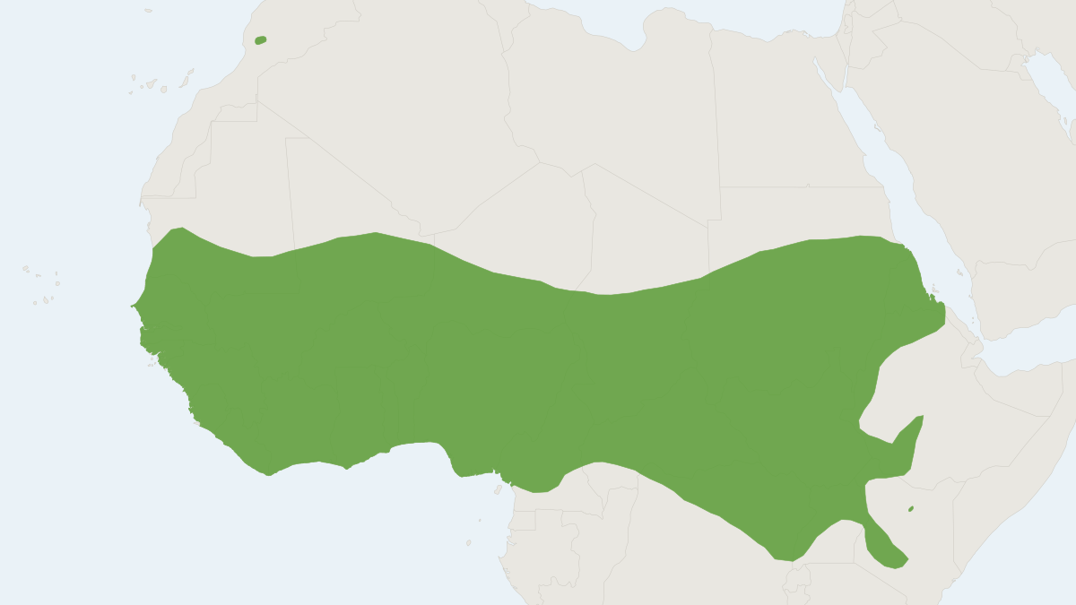 Range map of the Striped Ground Squirrel (Euxerus erythropus)