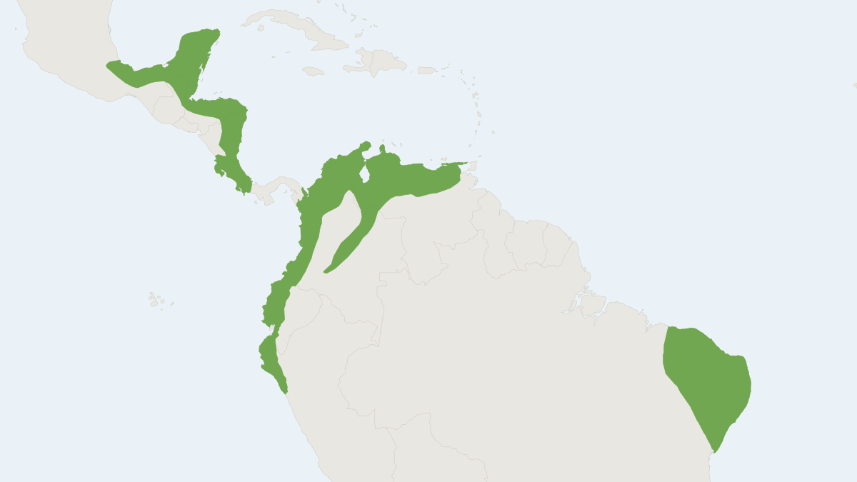 Range map of the Striped Hog-nosed Skunk (Conepatus semistriatus)