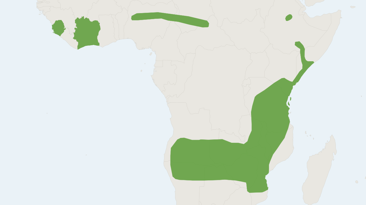Range map of the Striped Leaf-nosed Bat (Macronycteris vittata)