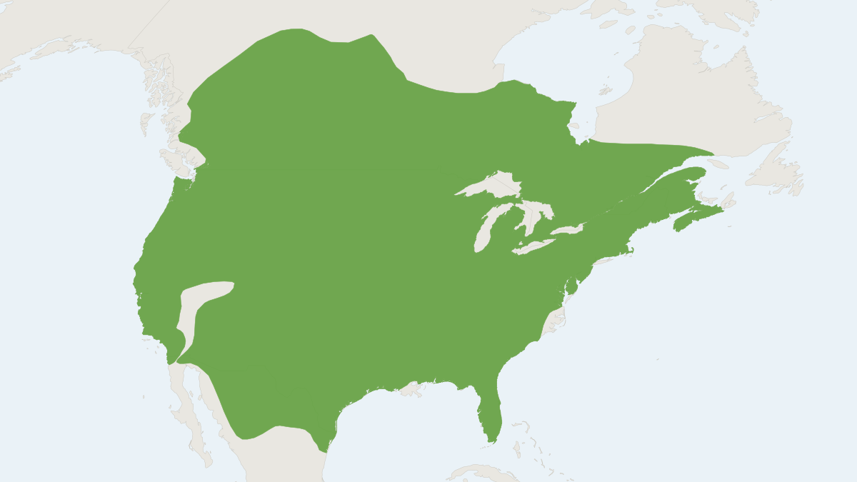 Range map of the Striped Skunk (Mephitis mephitis) covering Canada, Mexico and United States